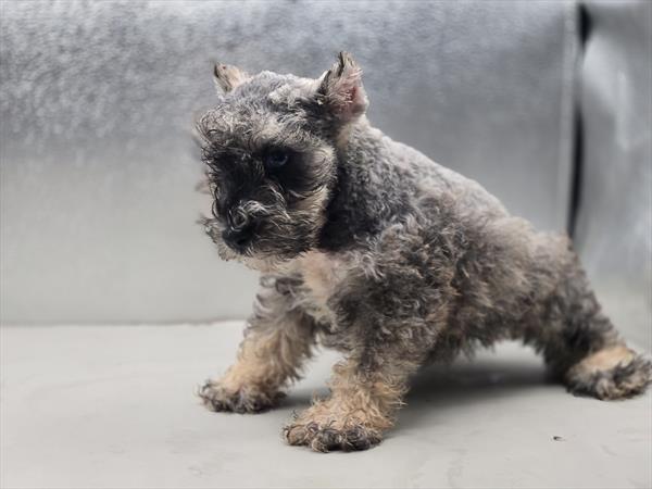 Miniature Schnauzer in Aubrey, TX