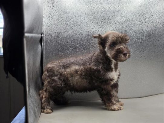 [#2678-05] Chocolate M Miniature Schnauzer Puppies for Sale
