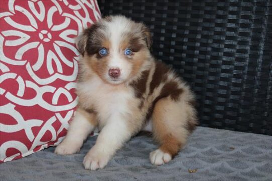 [#261821-08] Red Merle F Australian Shepherd Puppies for Sale
