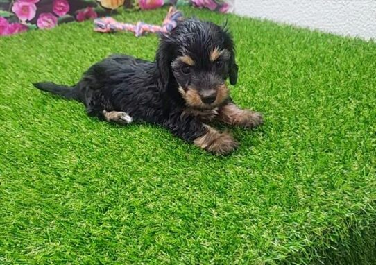 [#2687-01] Black / Tan M Dachshund Puppies for Sale