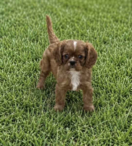 [#2695-01] Ruby M Cavalier King Charles Spaniel Puppies for Sale