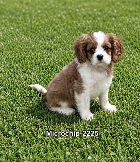 [#2694-01] Blenheim M Cavalier King Charles Spaniel Puppies for Sale