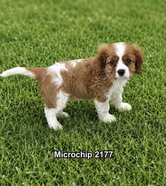 [#2694-02] Blenheim M Cavalier King Charles Spaniel Puppies for Sale