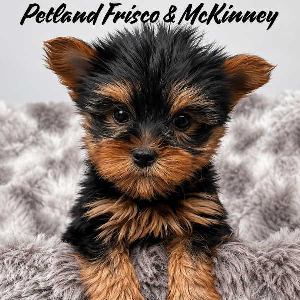 Yorkshire Terrier in Little Elm, TX