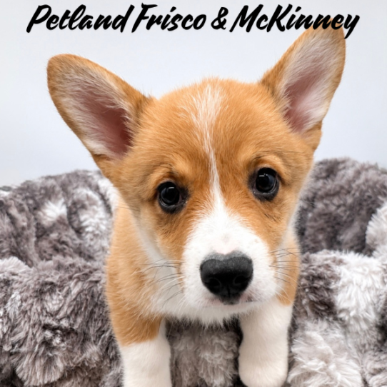 [#N08191] Sable M Pembroke Welsh Corgi Puppies for Sale