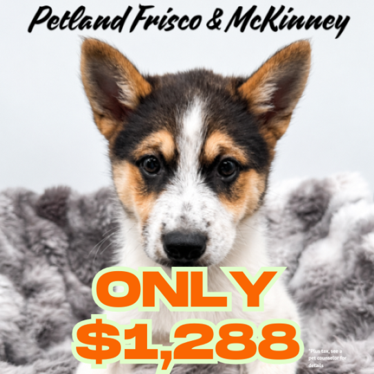 [#N07482] Black Brown and White M Imo-Inu Puppies for Sale