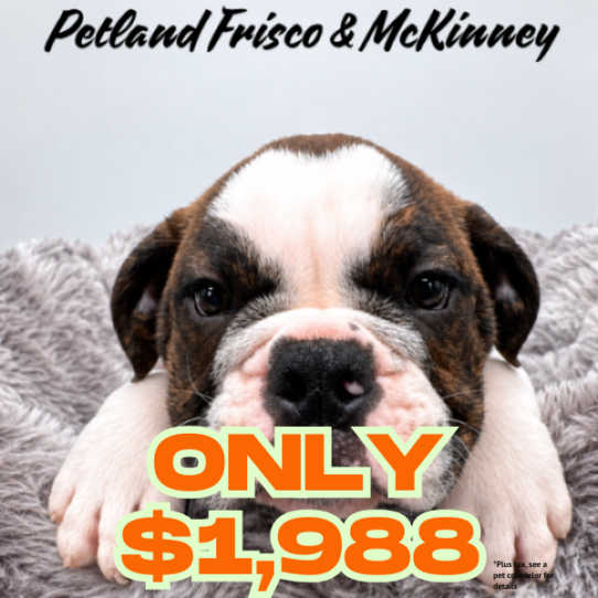[#2621-11] Brindle / White F Bulldog/Bulldog Mini Puppies for Sale