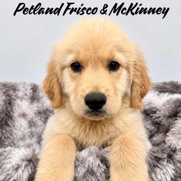 Golden Retriever in Allen, TX