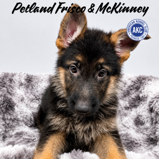 [#N08254] Black and Tan F German Shepherd Puppies for Sale