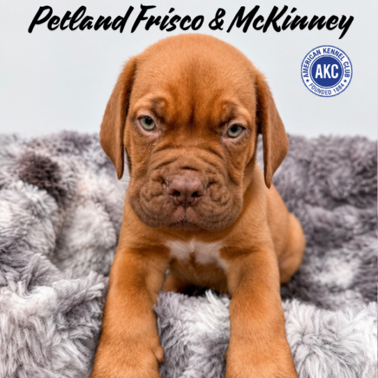 [#N06433] Red M Dogue De Bordeaux Puppies for Sale