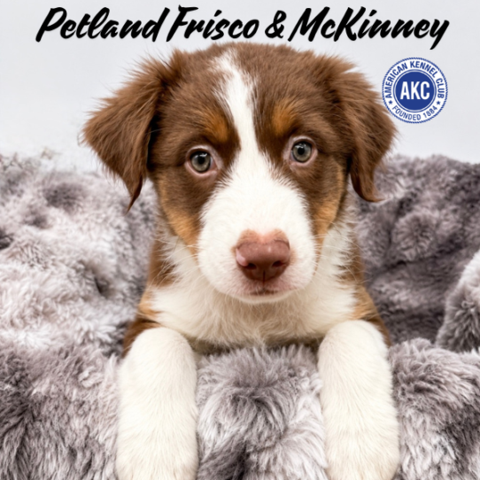 [#N06109] Red M Australian Shepherd Puppies for Sale