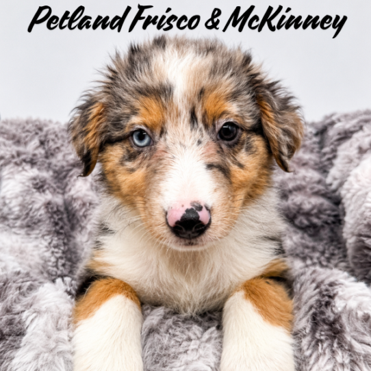 [#N08937] Blue Merle White and Tan M Miniature Australian Shepherd Puppies for Sale