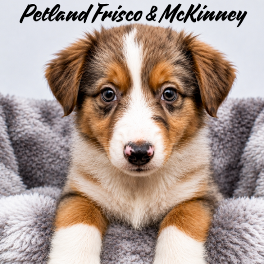 [#N08941] Blue Merle F Miniature Australian Shepherd Puppies for Sale