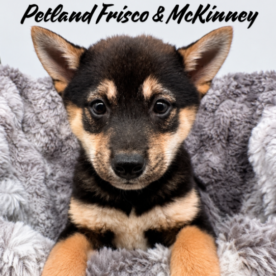 [#N06664] Black and Tan F Shiba Inu Puppies for Sale
