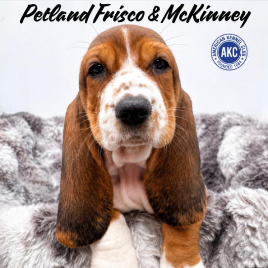 [#N06575] Black Tan and White F Basset Hound Puppies for Sale
