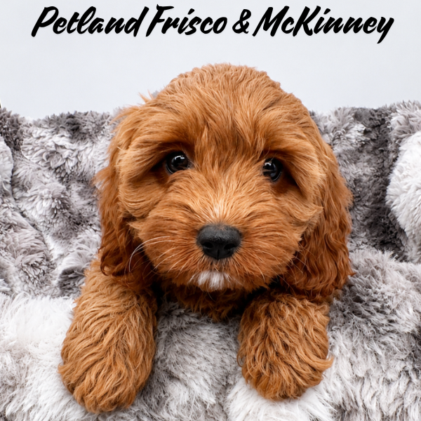 Cavapoo in Little Elm, TX