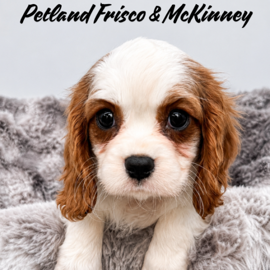 [#26114-02] Blenheim F Cavalier King Charles Spaniel Puppies for Sale