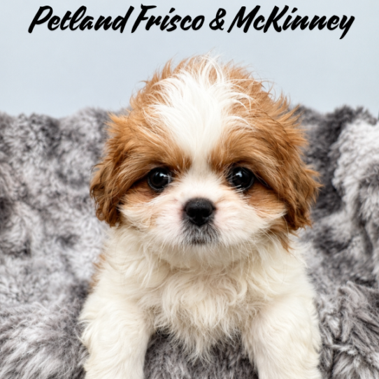 [#26113-02] Gold / White F Shih Tzu Puppies for Sale