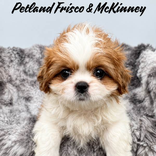 Shih Tzu in Princeton, TX