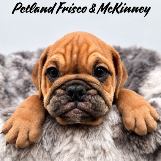 [#26331-02] M Bulldog Mini Puppies for Sale