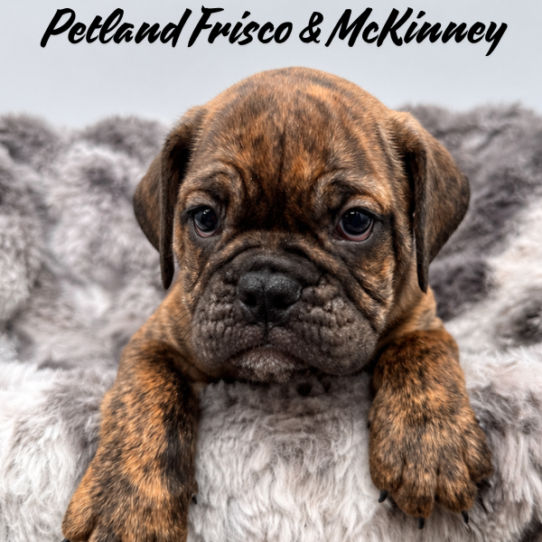 [#26331-01] M Bulldog Mini Puppies for Sale