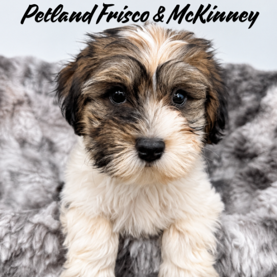 [#N07259] Gold Sable M Havanese Puppies for Sale