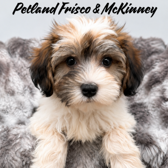 [#N07256] Gold Sable F Havanese Puppies for Sale