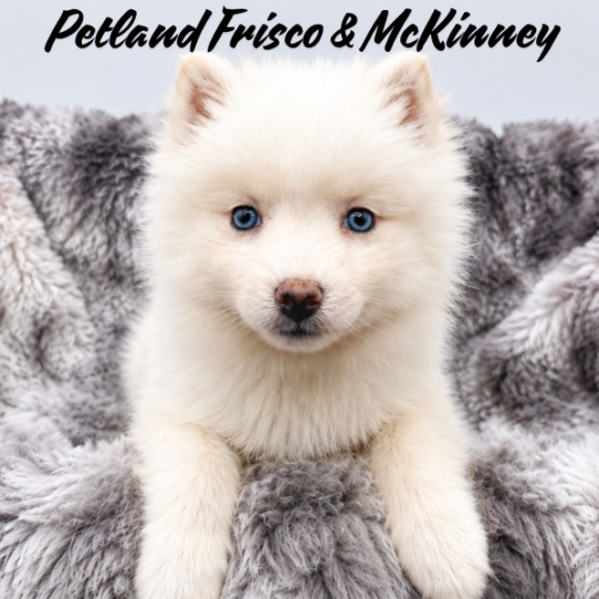 [#26202-06] White F Pomsky Puppies for Sale