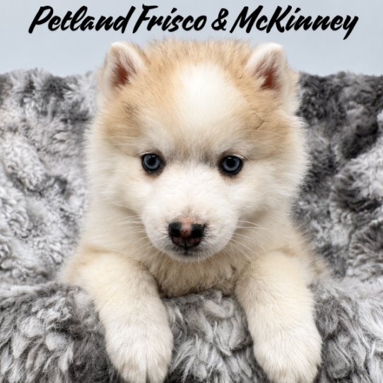 [#26202-04] Blue Merle F Pomsky Puppies for Sale