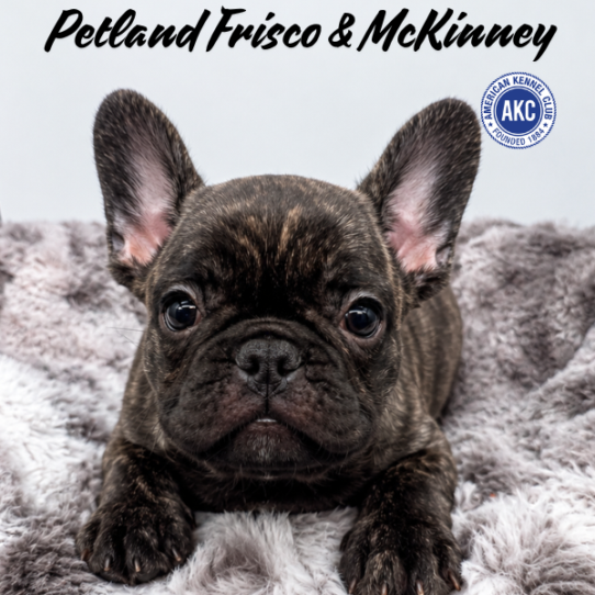 [#N06338] Brindle F French Bulldog Puppies for Sale
