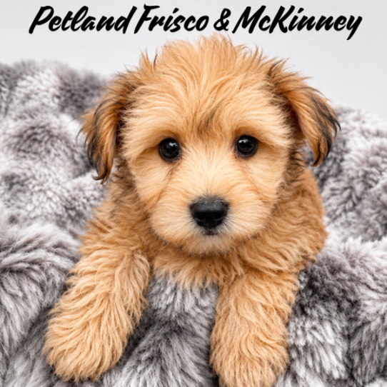 [#N06376] Gold M Yochon Puppies for Sale