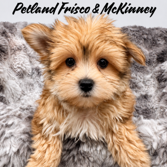 [#26332-02] F Morkie Puppies for Sale