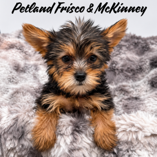 [#26333-03] F Yorkshire Terrier Puppies for Sale
