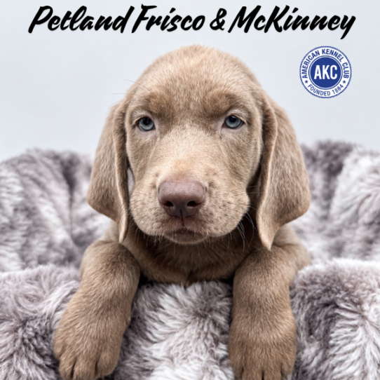 [#2614-06] Silver F Labrador Retriever Puppies for Sale