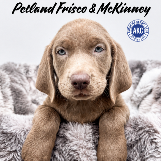 [#2614-05] Silver M Labrador Retriever Puppies for Sale