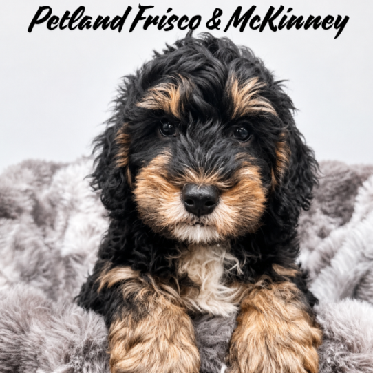[#26123-06] Black / Tan M Bernedoodle Mini 2nd Gen Puppies for Sale