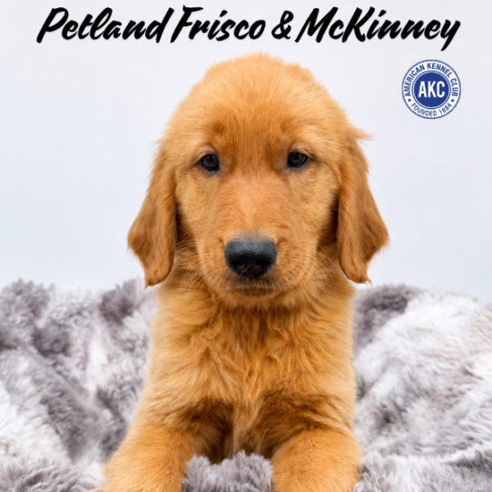 [#N09703] Dark Golden  F Golden Retriever Puppies for Sale