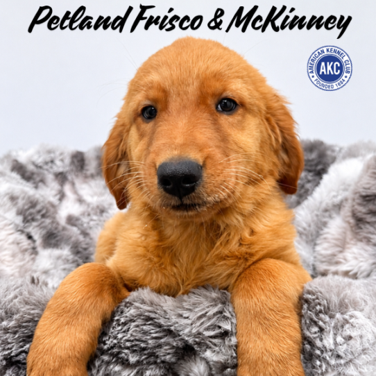 [#N09707] Dark Golden  F Golden Retriever Puppies for Sale