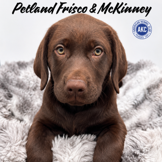 [#N08076] Chocolate F Labrador Retriever Puppies for Sale