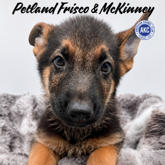 Petland Frisco & Mckinney, Texas German Shepherd puppy available