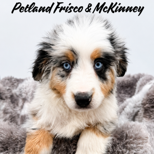 [#N08896] Blue Merle White and Tan M Miniature Australian Shepherd Puppies for Sale