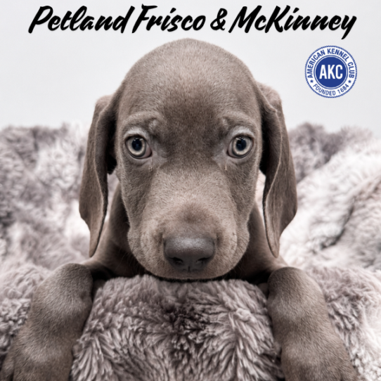 [#N06441] Blue M Weimaraner Puppies for Sale