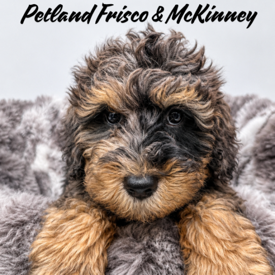 [#26123-05] Blue Merle / Tan M Bernedoodle Mini 2nd Gen Puppies for Sale