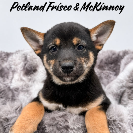 [#N07571] Black and Tan M Shiba Inu Puppies for Sale