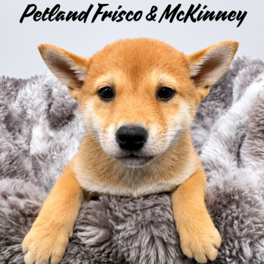 Petland Frisco & Mckinney, Texas Shiba Inu puppy available