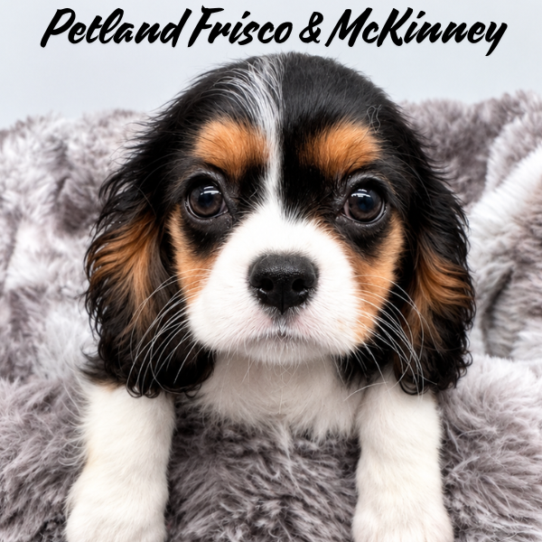 Cavalier King Charles Spaniel