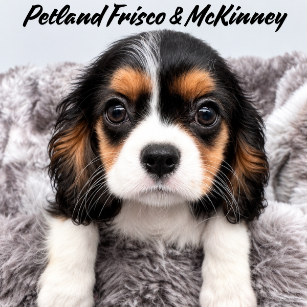Cavalier King Charles Spaniel in Princeton, TX