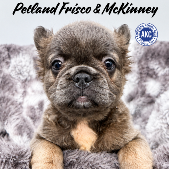 [#N09762] Blue Fawn F French Bulldog Puppies for Sale