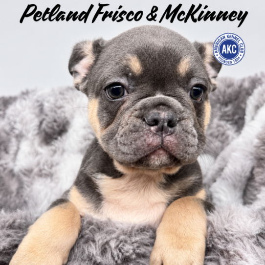 [#N09761] Blue and Tan M French Bulldog Puppies for Sale