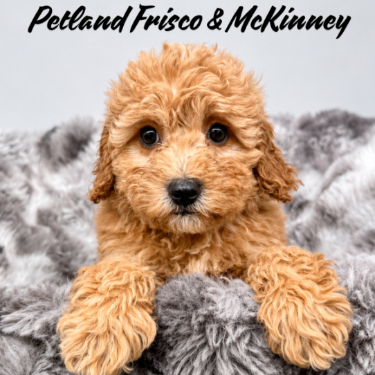 [#26123-08] Red F Bernedoodle Mini 2nd Gen Puppies for Sale